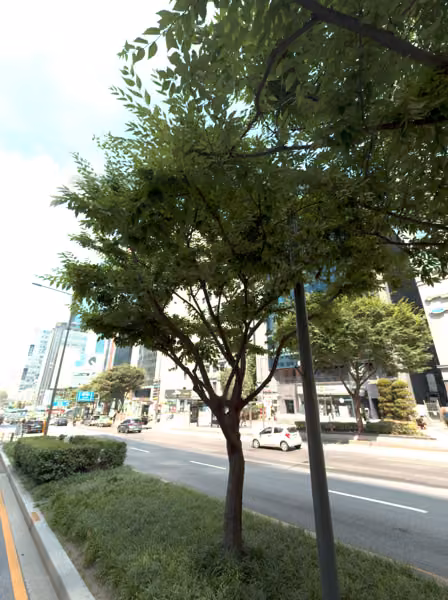 tree photo