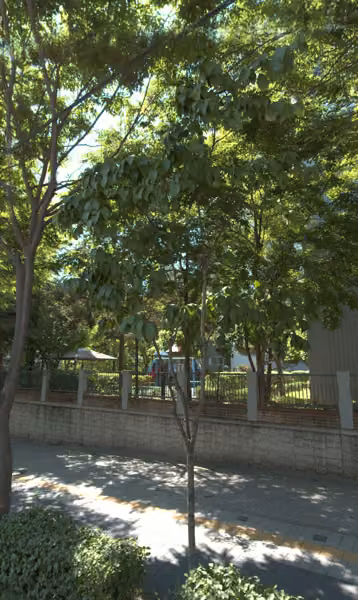 tree photo