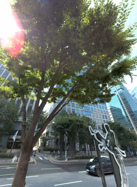 tree photo
