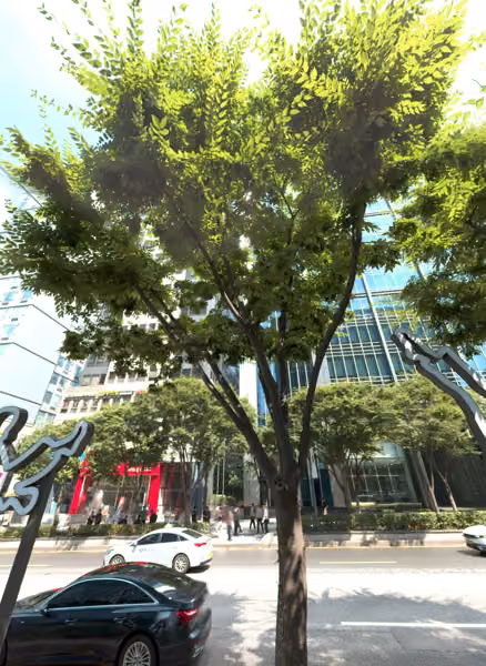 tree photo