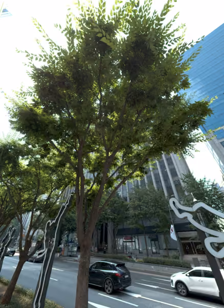 tree photo