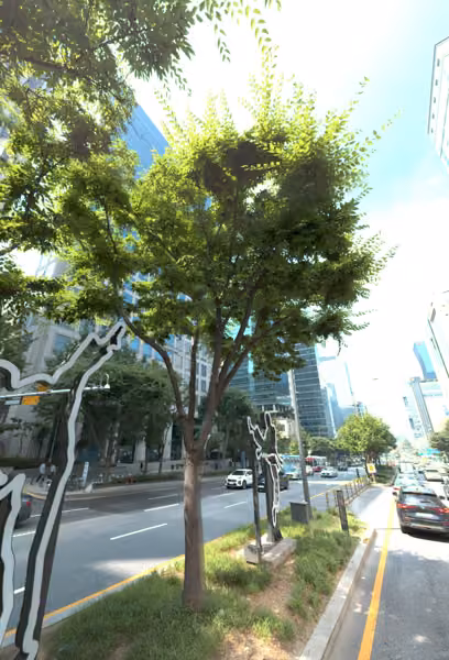 tree photo