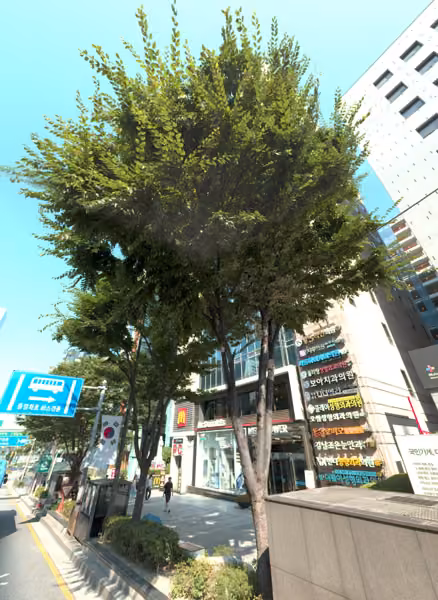 tree photo