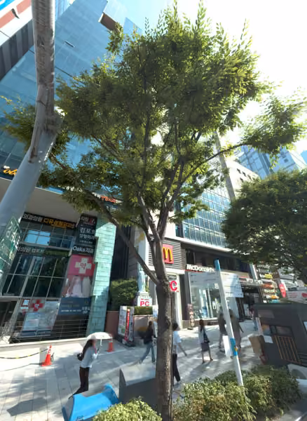 tree photo