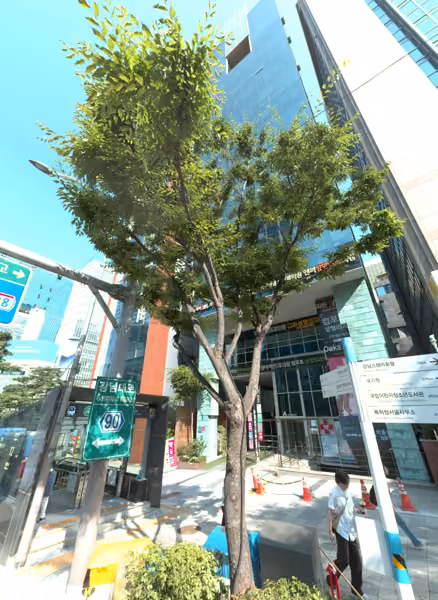 tree photo