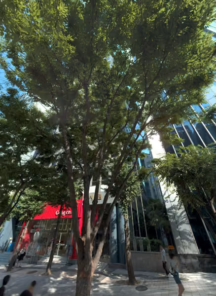 tree photo