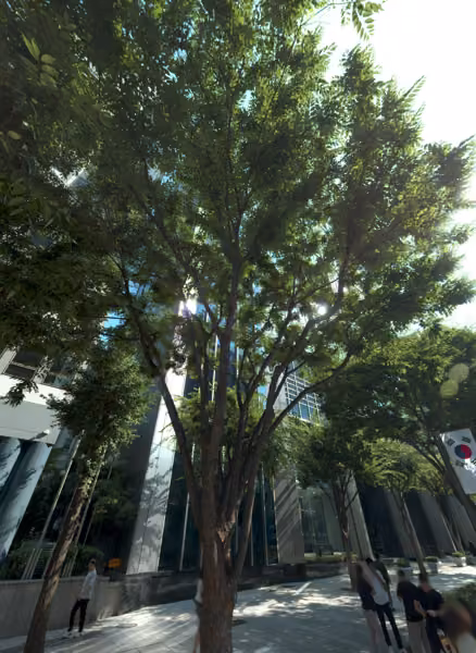tree photo