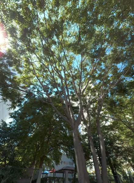 tree photo