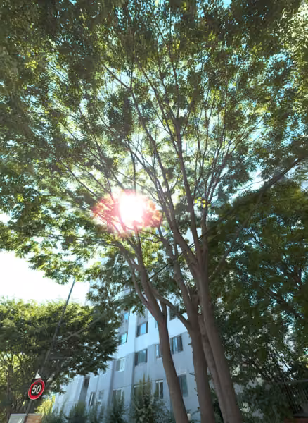 tree photo