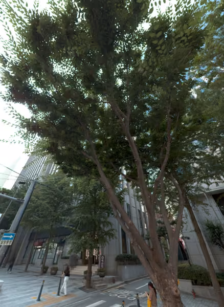 tree photo