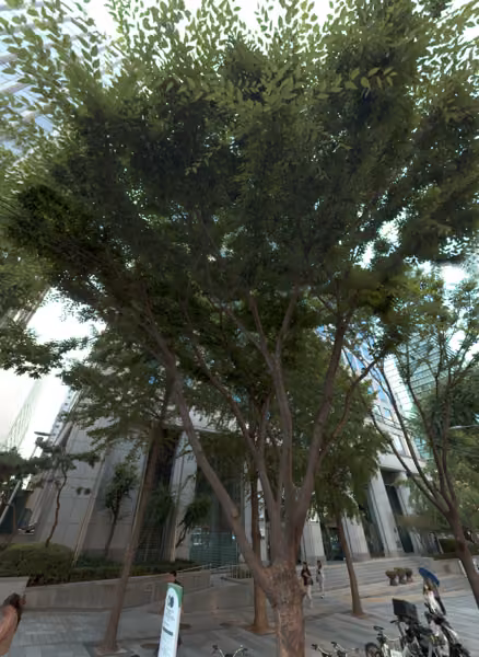 tree photo
