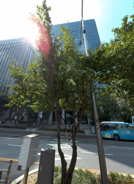 tree photo