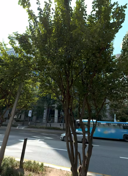 tree photo