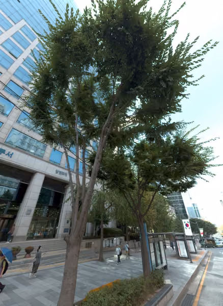 tree photo