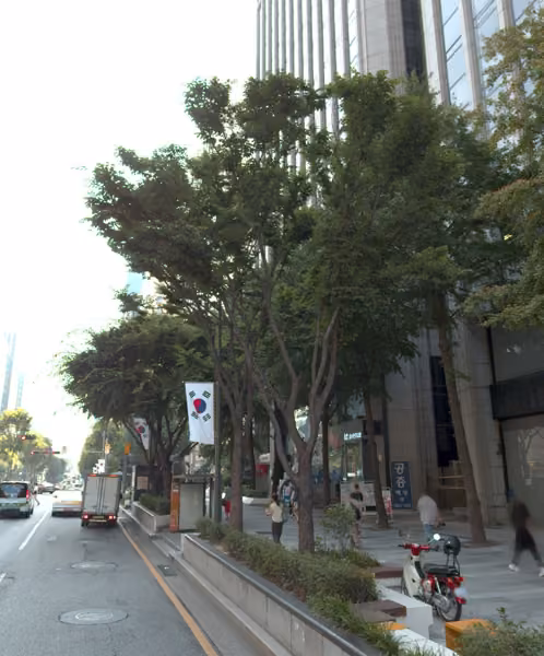 tree photo