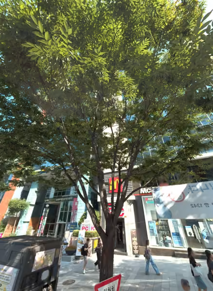tree photo