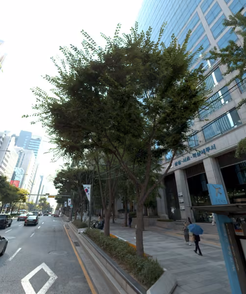 tree photo