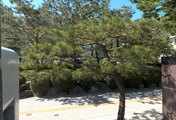 tree photo