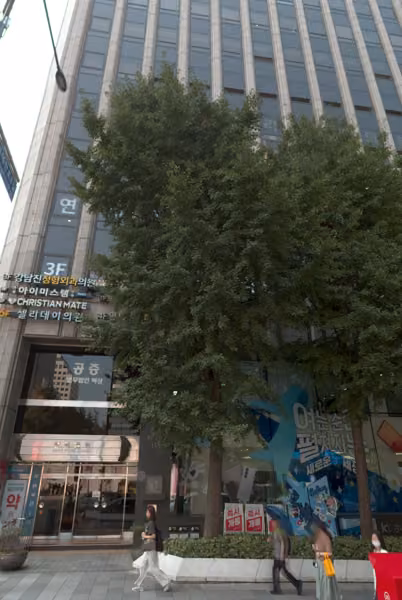 tree photo