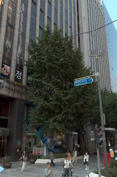 tree photo