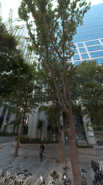 tree photo