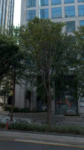 tree photo