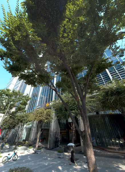 tree photo