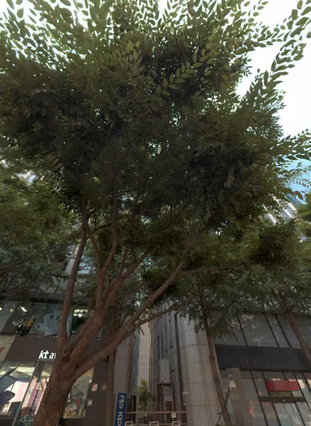 tree photo