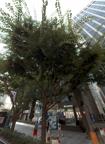 tree photo