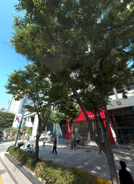 tree photo