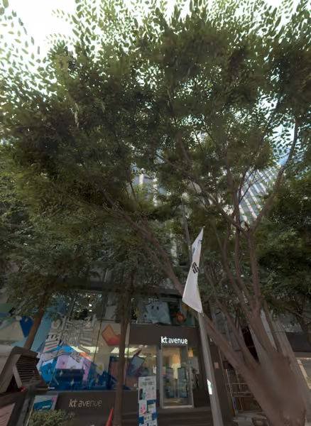 tree photo