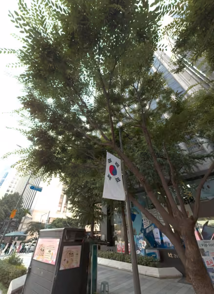 tree photo