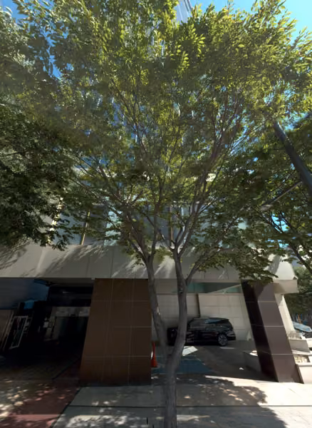tree photo