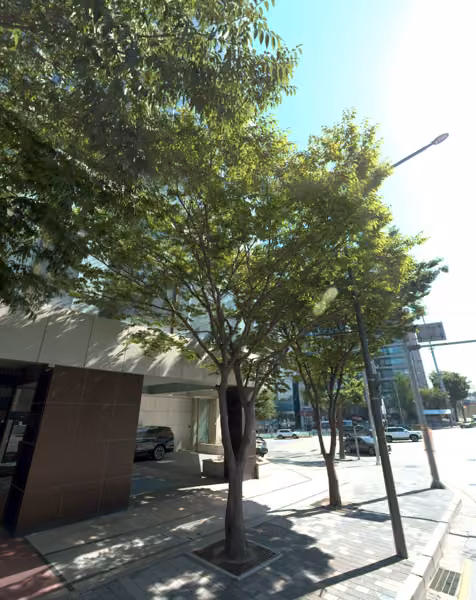 tree photo