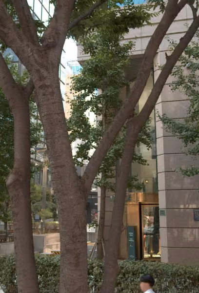 tree photo