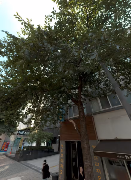 tree photo