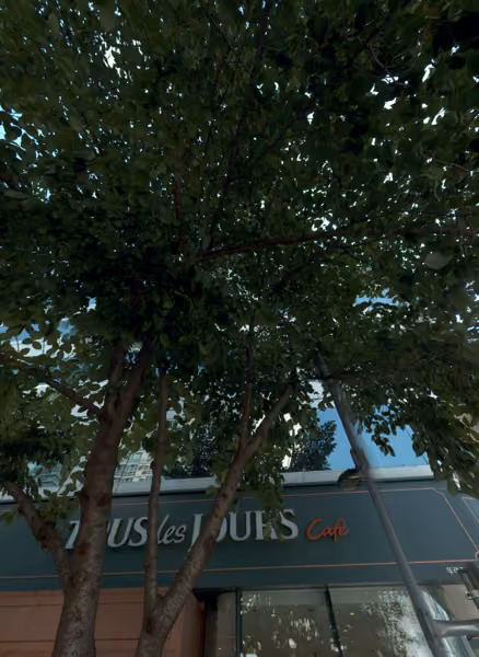 tree photo