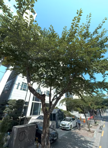 tree photo