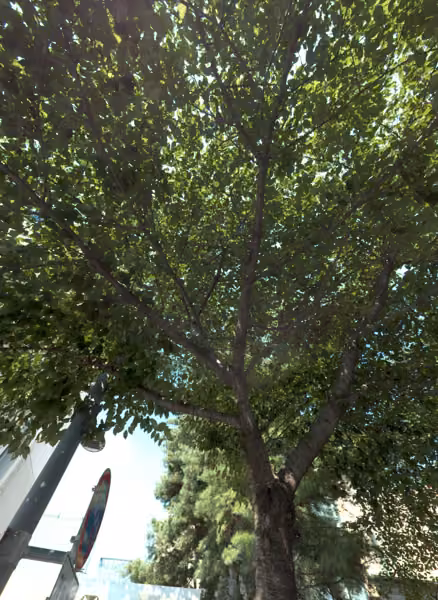 tree photo