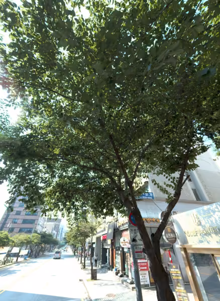 tree photo