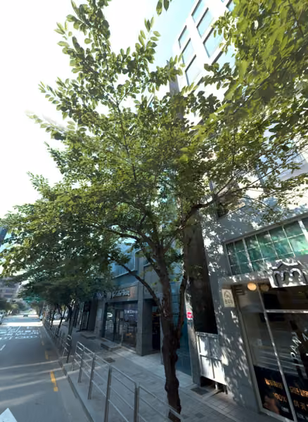 tree photo