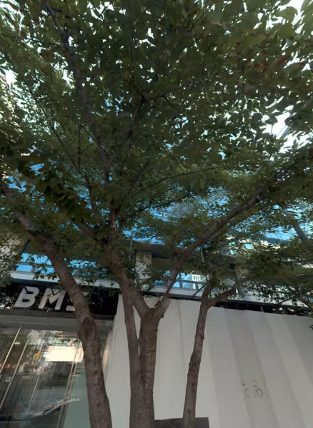 tree photo