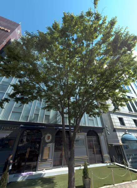 tree photo