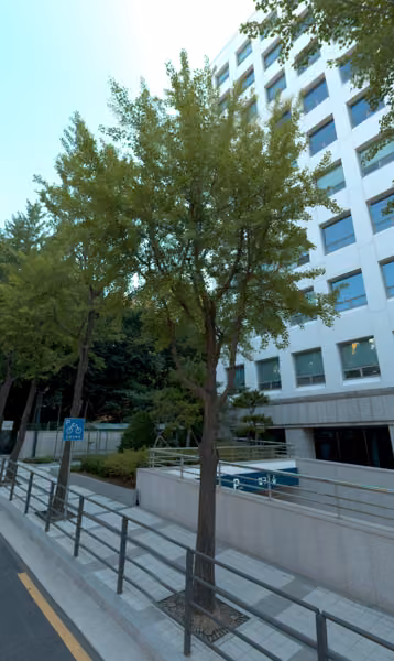 tree photo