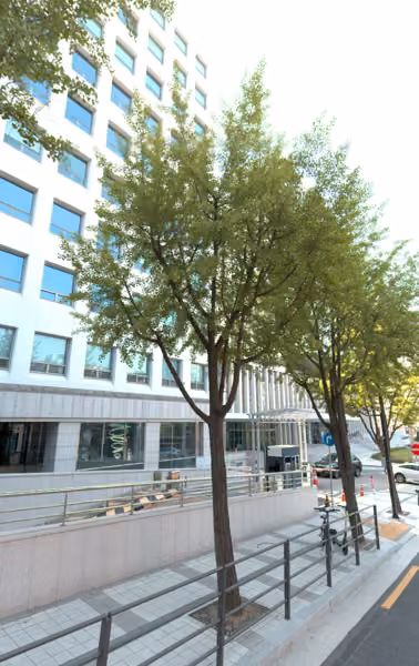 tree photo