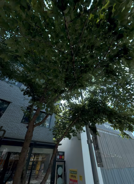 tree photo