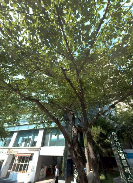 tree photo