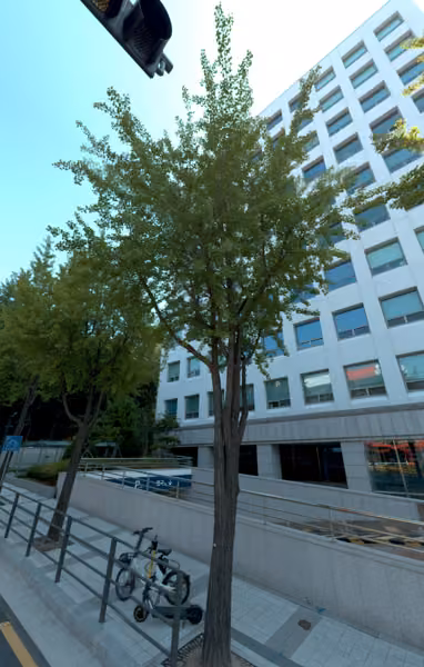 tree photo