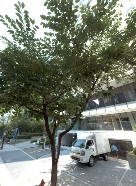 tree photo