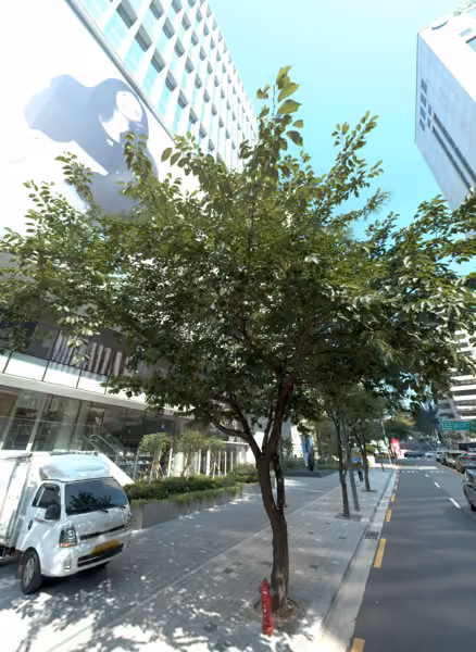 tree photo